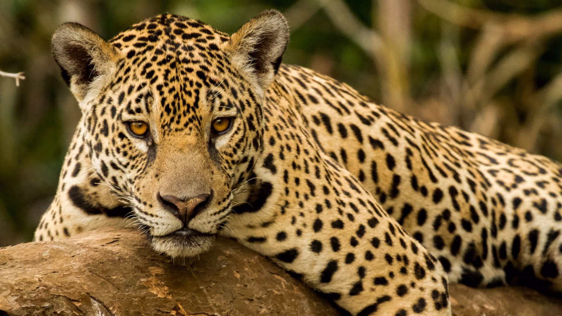 Chapada, Nobres et Pantanal : une aventure sauvage